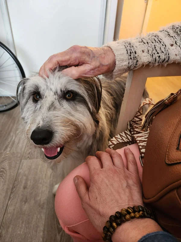 Chien médiateur Jaya lors d'une visite en chambre