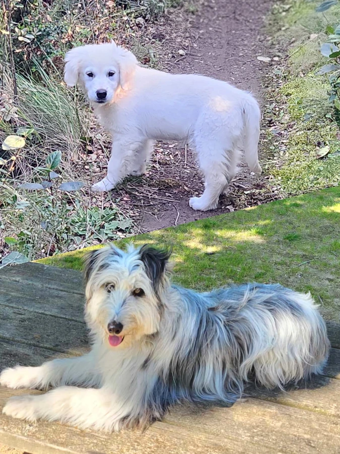 Jaya & Abby — animaux médiateurs Jaya Théra'Pet