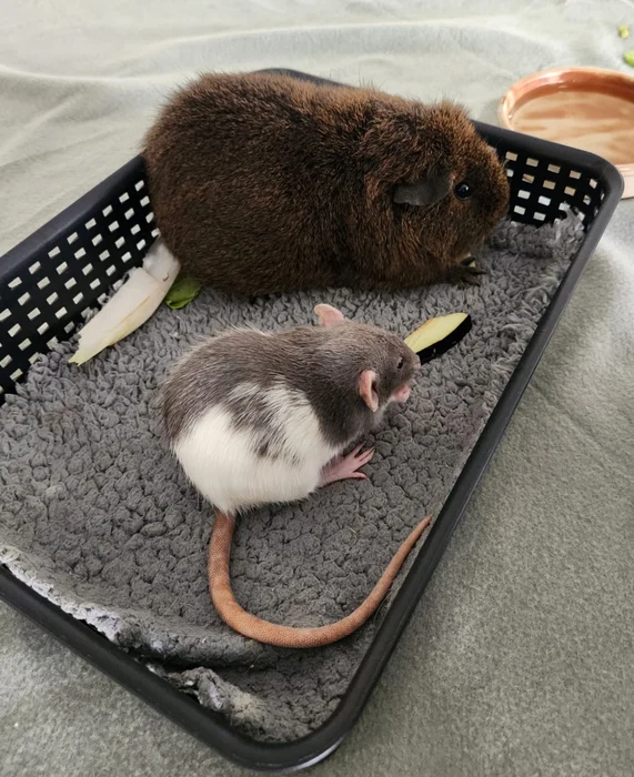 Chrystal, ratte médiatrice de Jaya Théra'Pet
