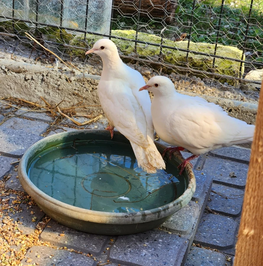 Tic & Toc — animaux médiateurs Jaya Théra'Pet