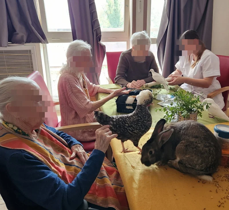 Séance médiation animale en Unité de vie protégée avec poules, lapin et colombes