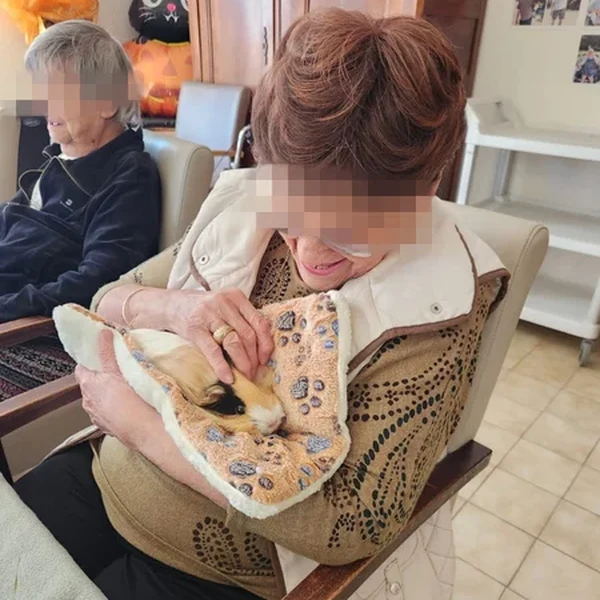 Séance de médiation animale en EHPAD avec des lapins