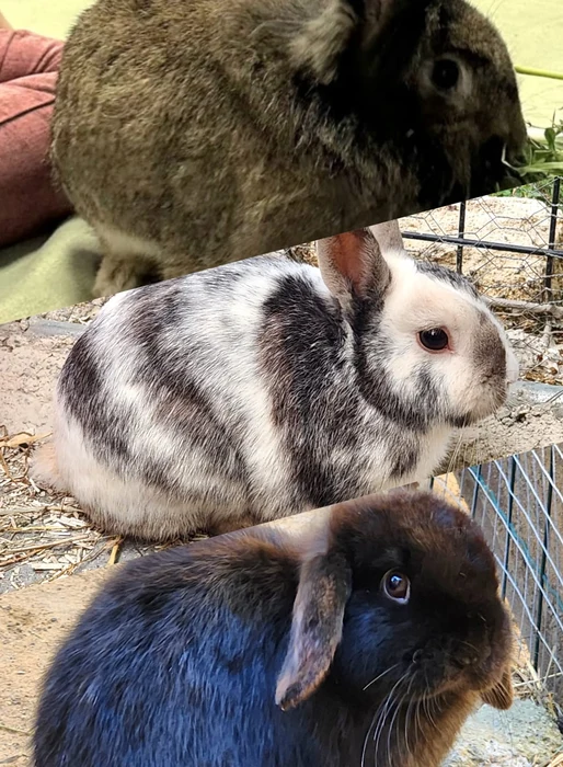 Bella, Oréo & Pepsi — animaux médiateurs Jaya Théra'Pet