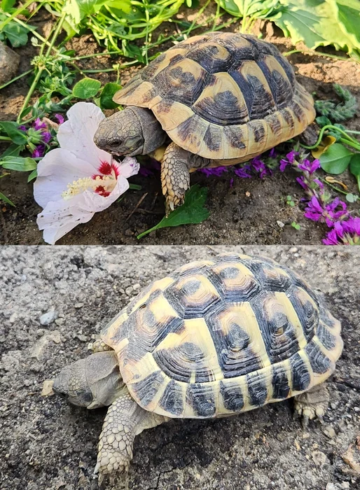 Speedy & Franklin — animaux médiateurs Jaya Théra'Pet